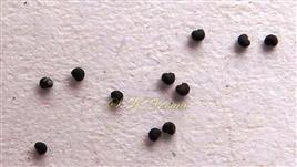  Seeds